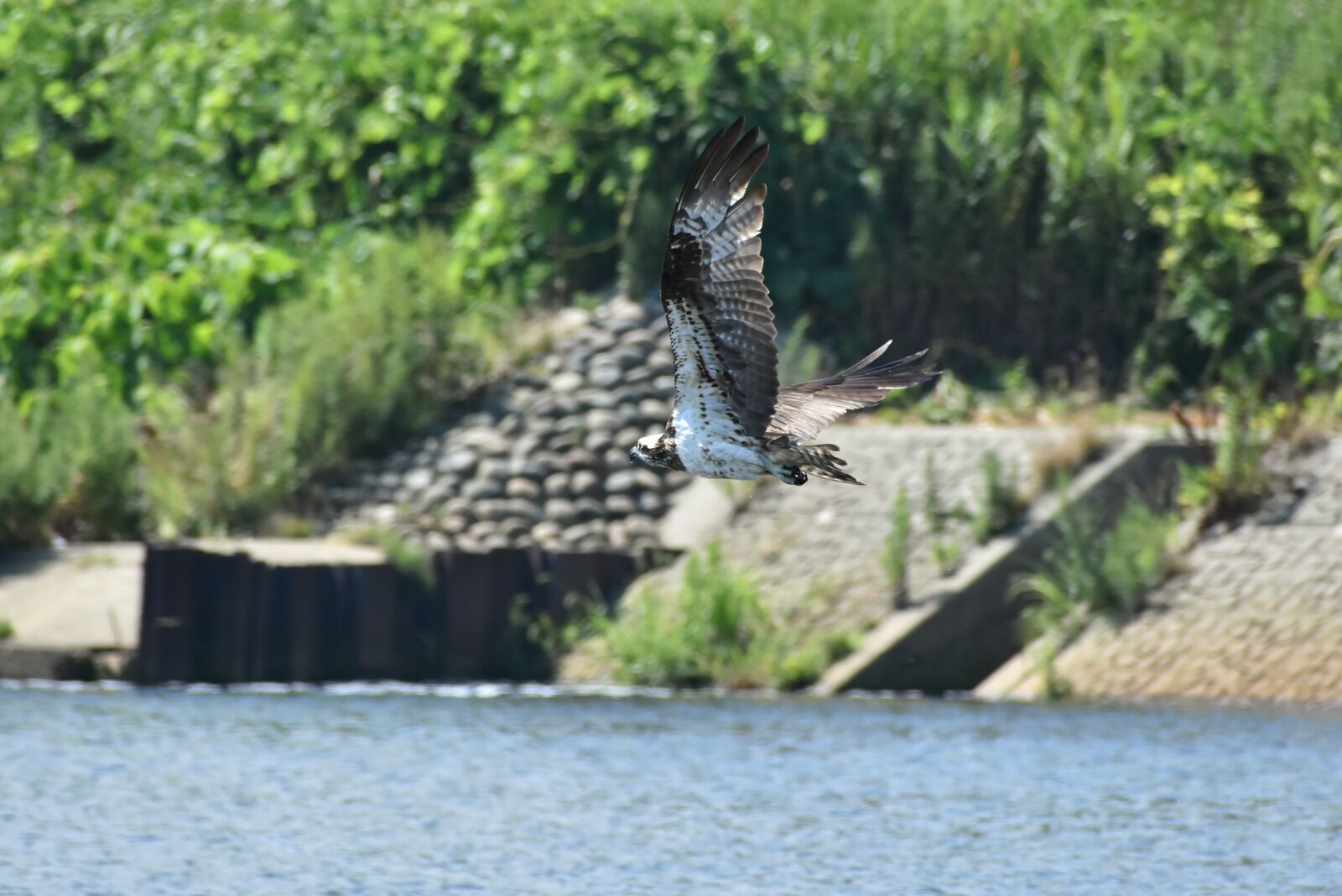 Nikon D7200 sample photo. Animal, river, waterside photography