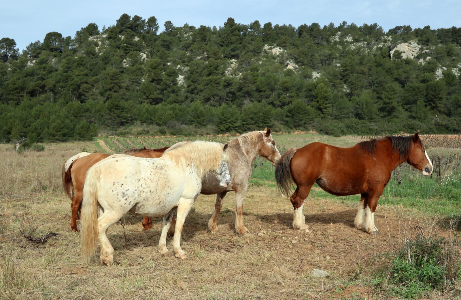 Canon PowerShot G1 X Mark III sample photo. Animals, horses, prairie photography