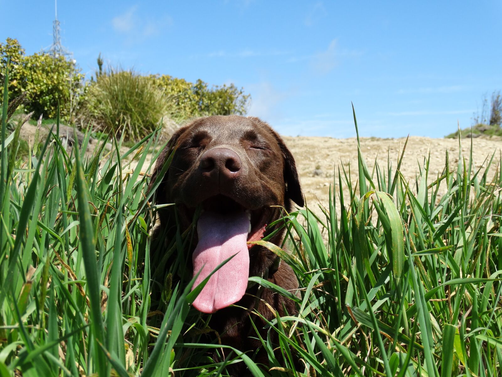 Sony Cyber-shot DSC-HX300 sample photo. Dog, puffed, tired photography