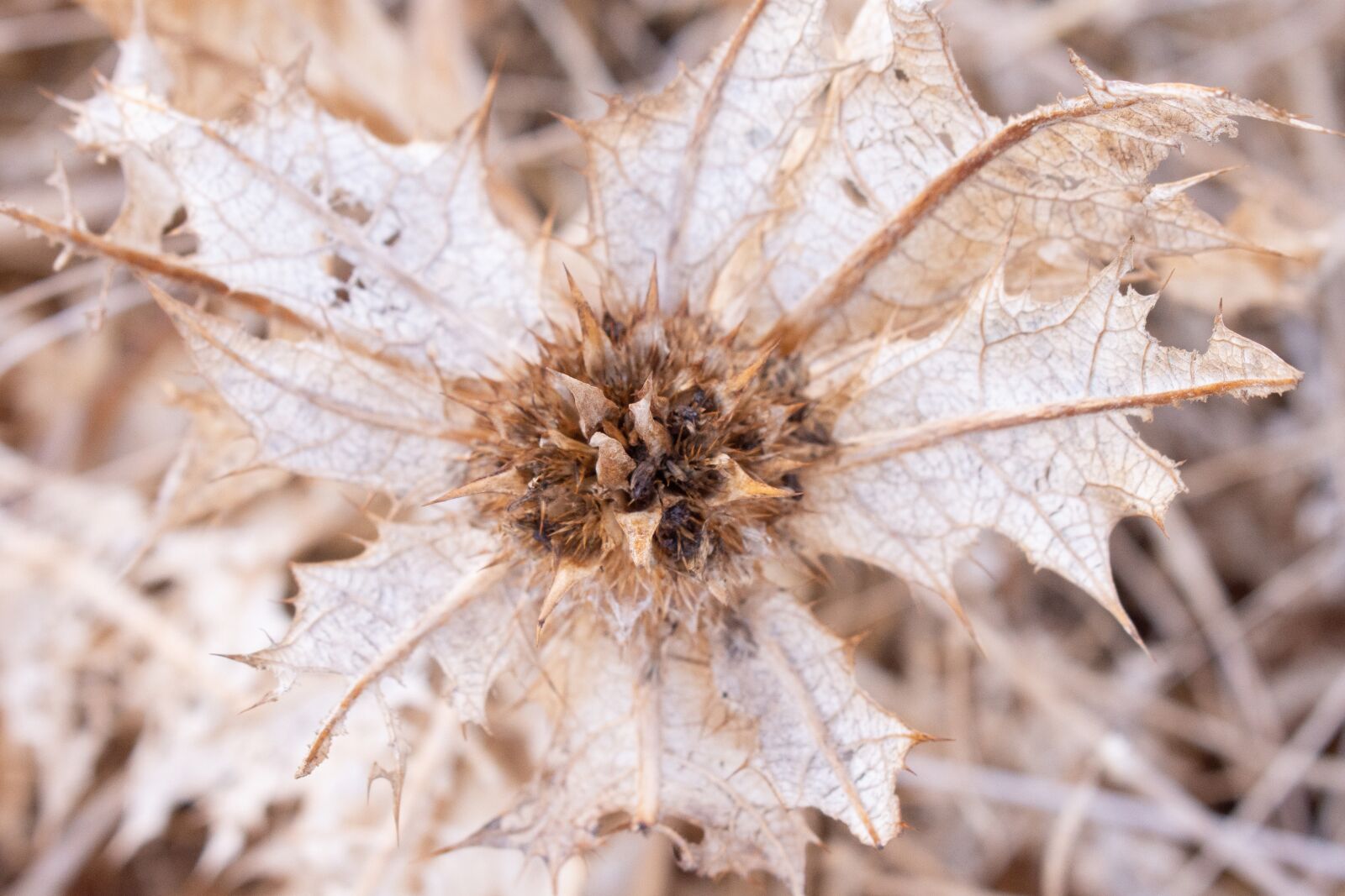 Nikon D7200 sample photo. Dry flowers, flowers, barb photography