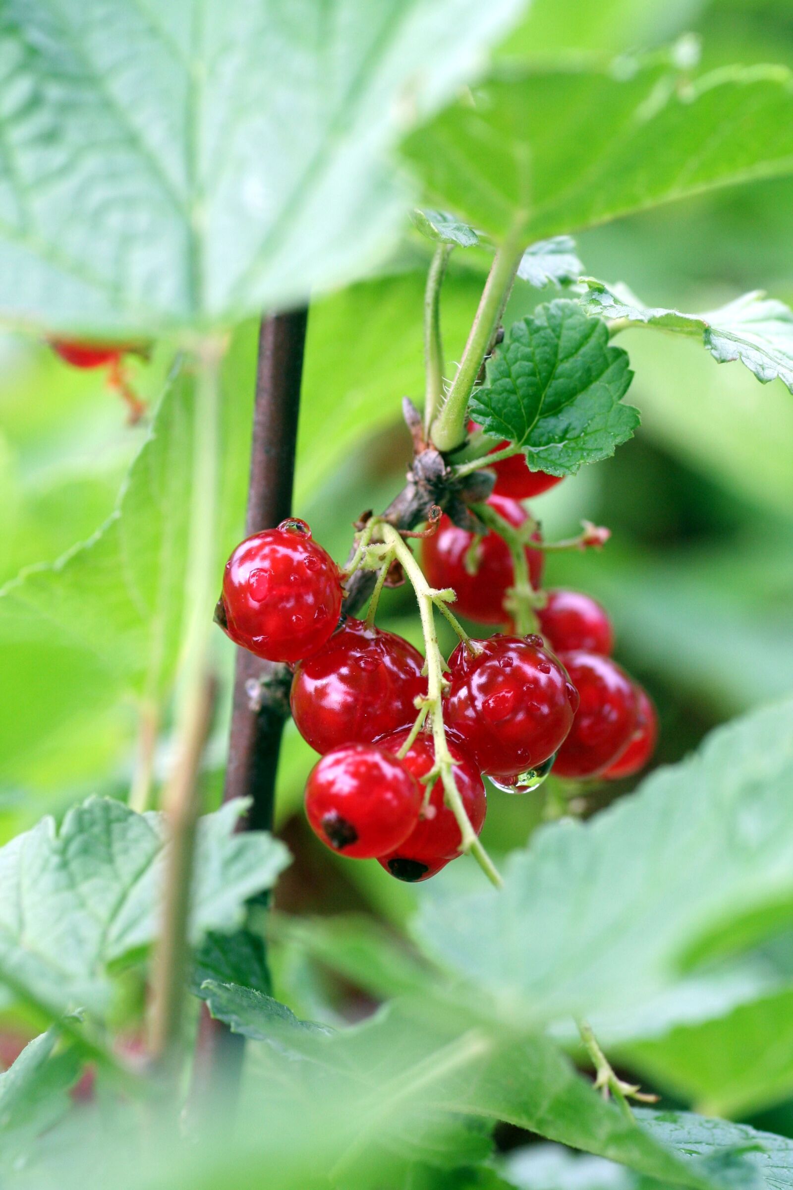 Canon EOS 350D (EOS Digital Rebel XT / EOS Kiss Digital N) sample photo. Currants, fruit, shrub photography