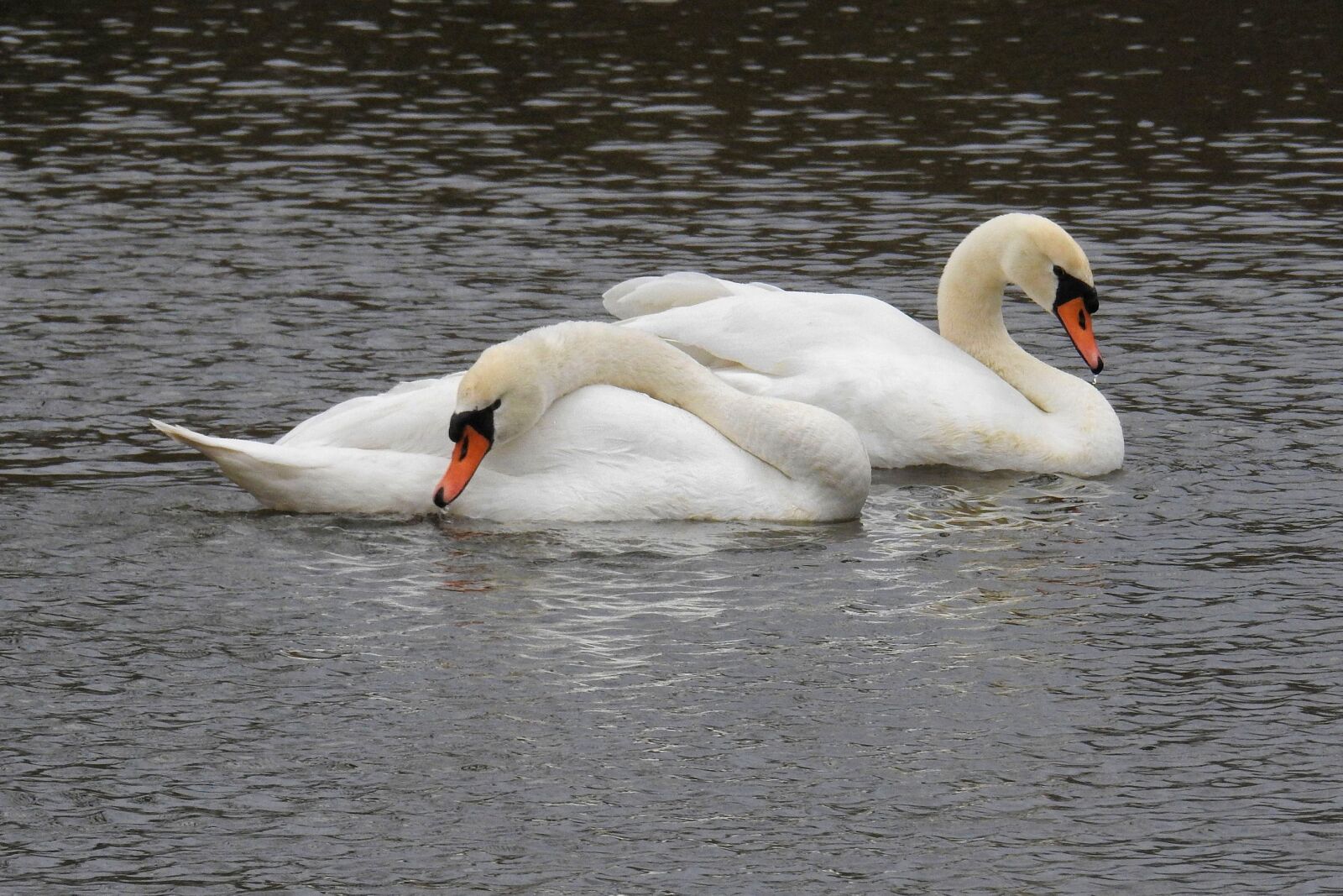 Nikon Coolpix P900 sample photo. Swan, bird, waters photography