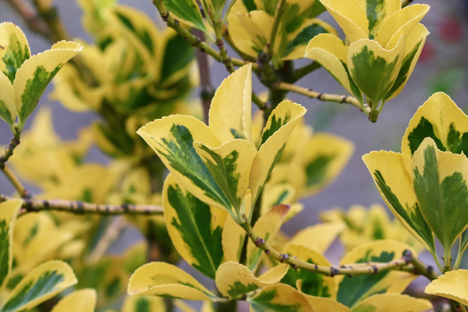 Canon EOS 200D (EOS Rebel SL2 / EOS Kiss X9) sample photo. Fortunei, euonymus, leaves photography