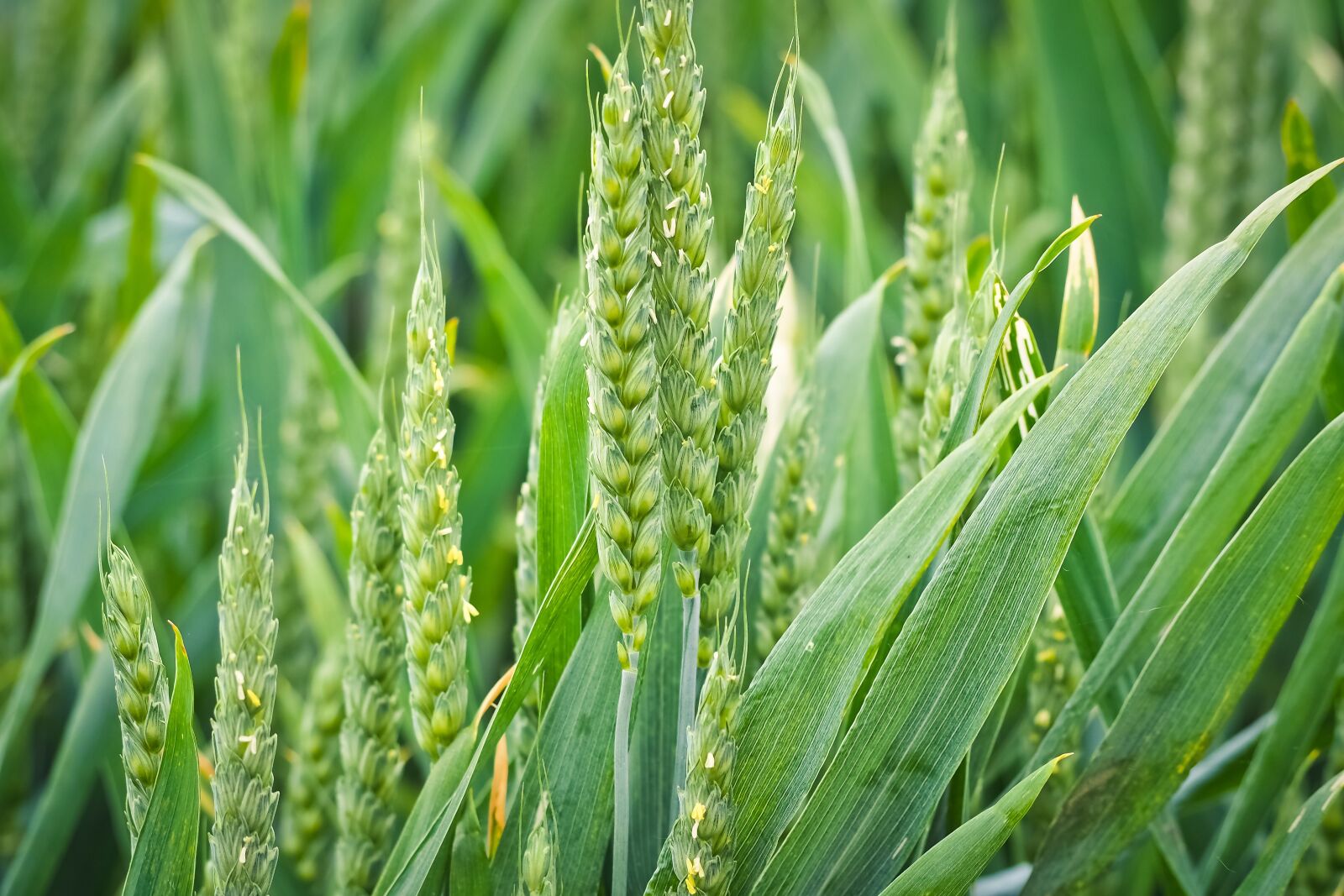 Olympus OM-D E-M10 sample photo. Nature, spike, cereals photography