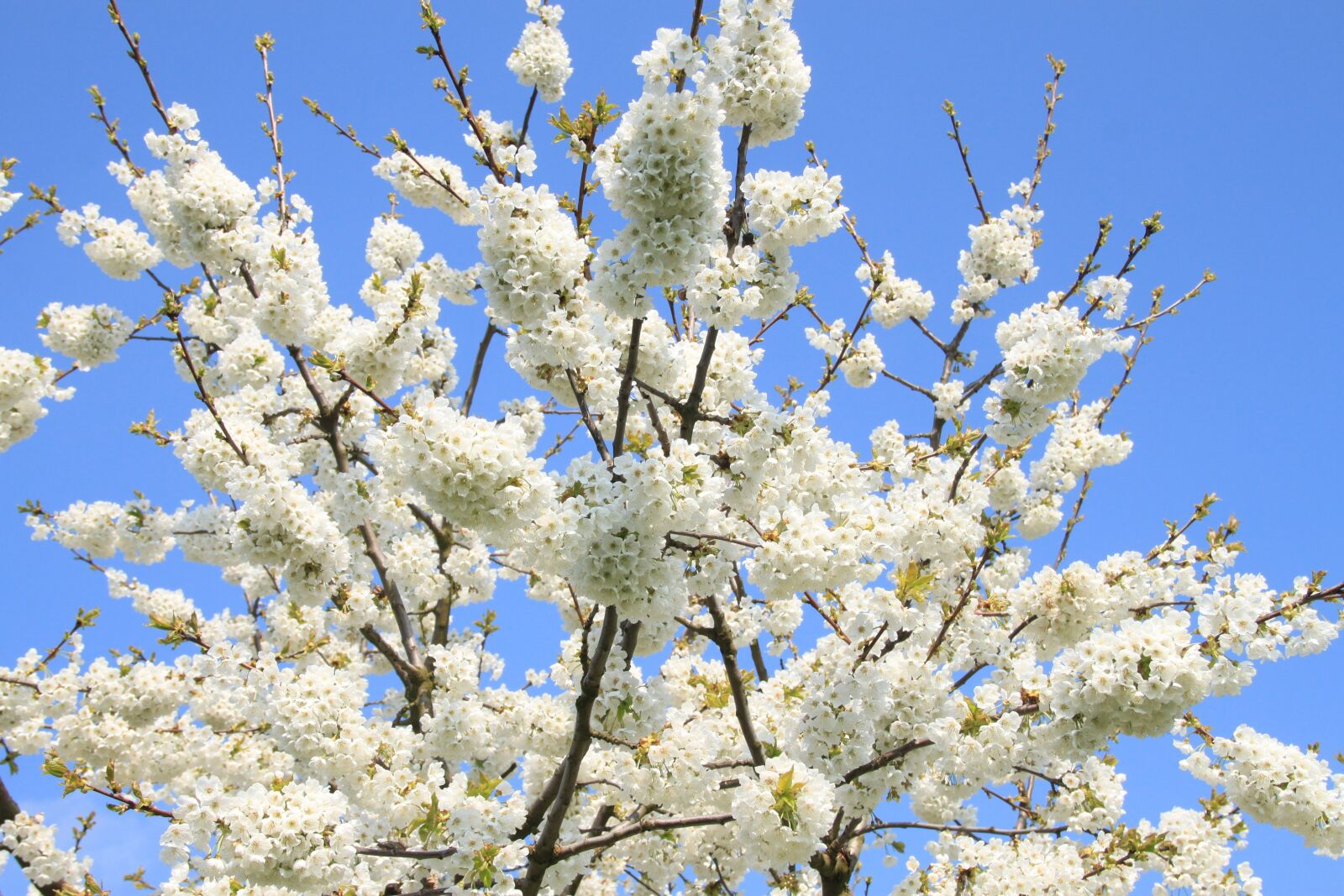 Canon EOS 500D (EOS Rebel T1i / EOS Kiss X3) sample photo. Cherry blossom, franconian switzerland photography