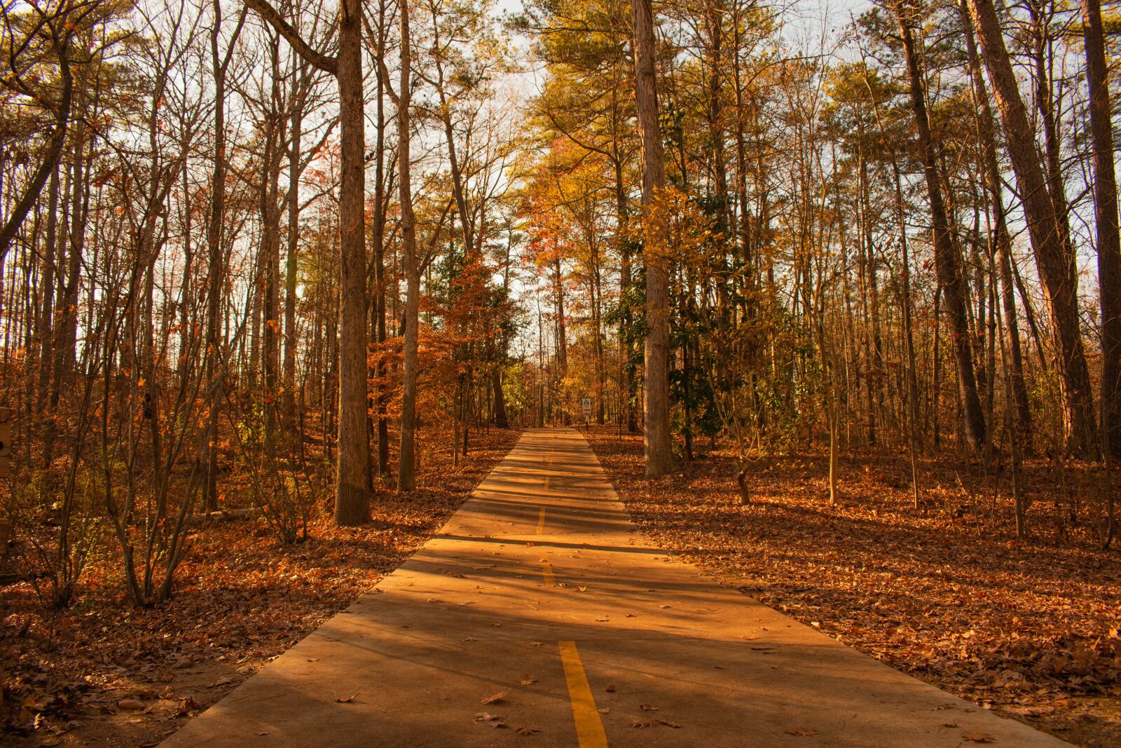 Nikon D3500 sample photo. Autumn, fall colors, leaves photography