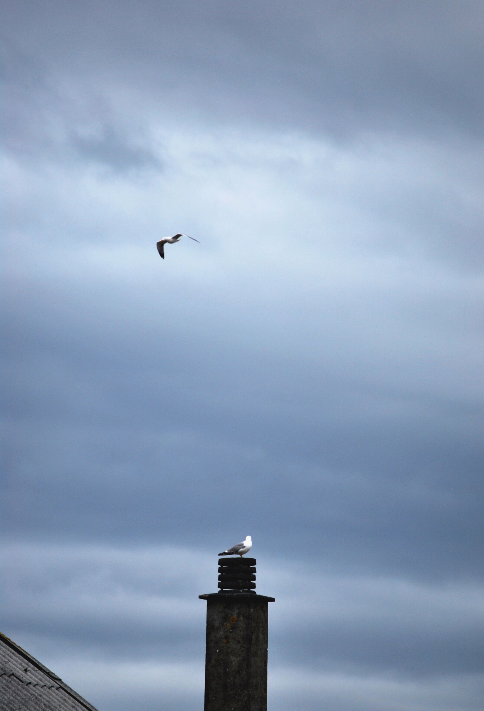 Nikon D60 sample photo. Birds, seagull, roof photography
