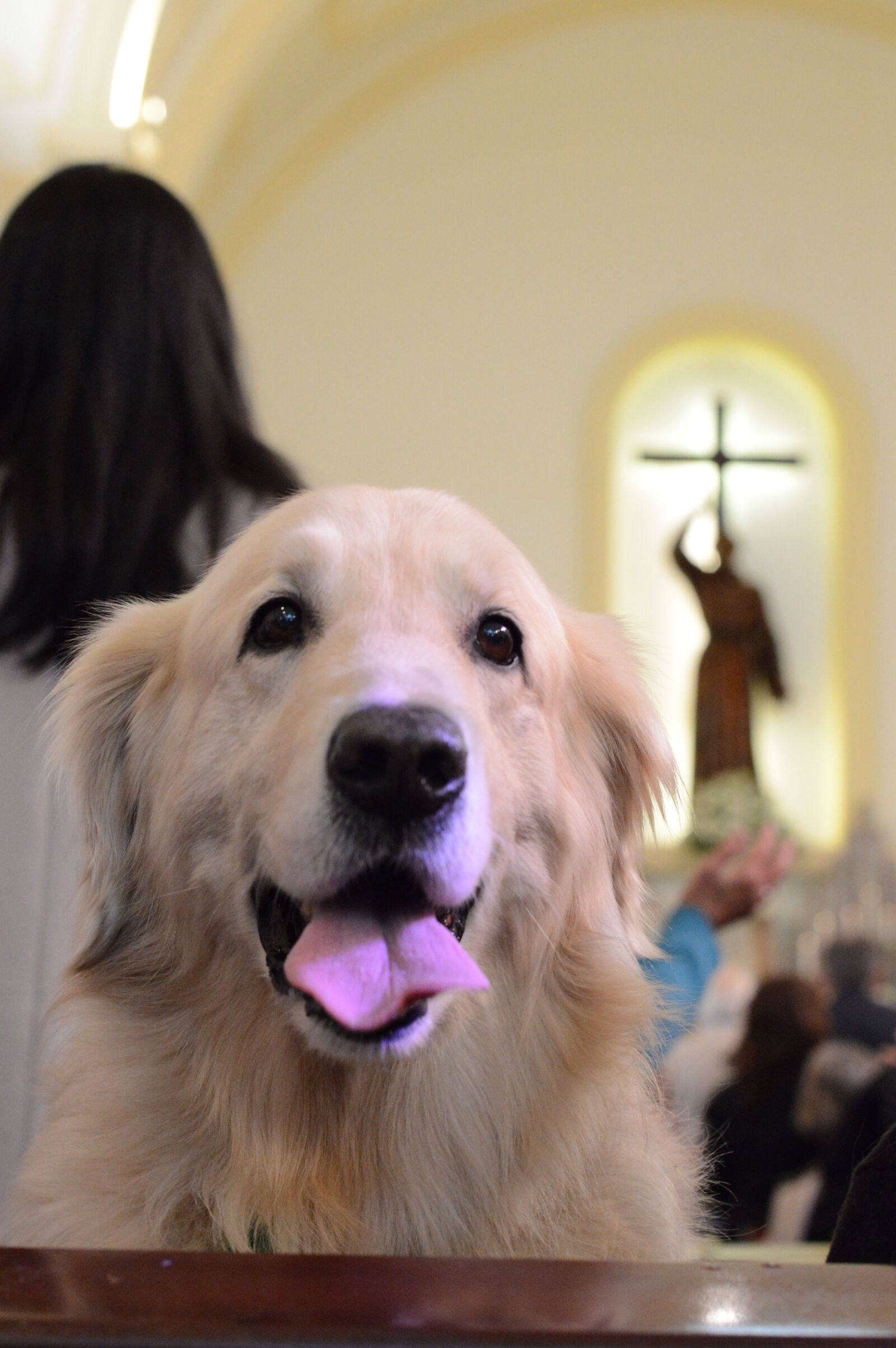 Nikon D3200 + Nikon AF-S Nikkor 50mm F1.8G sample photo. Church, dog, dogs, golden photography