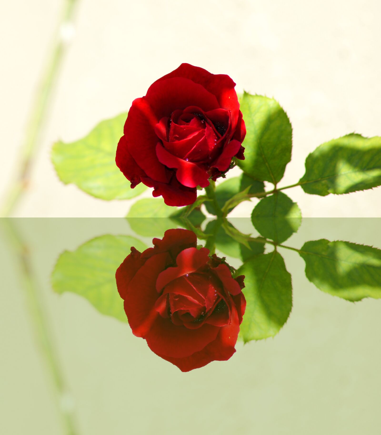 Sony Alpha DSLR-A580 sample photo. Red rose, mirror, reflections photography