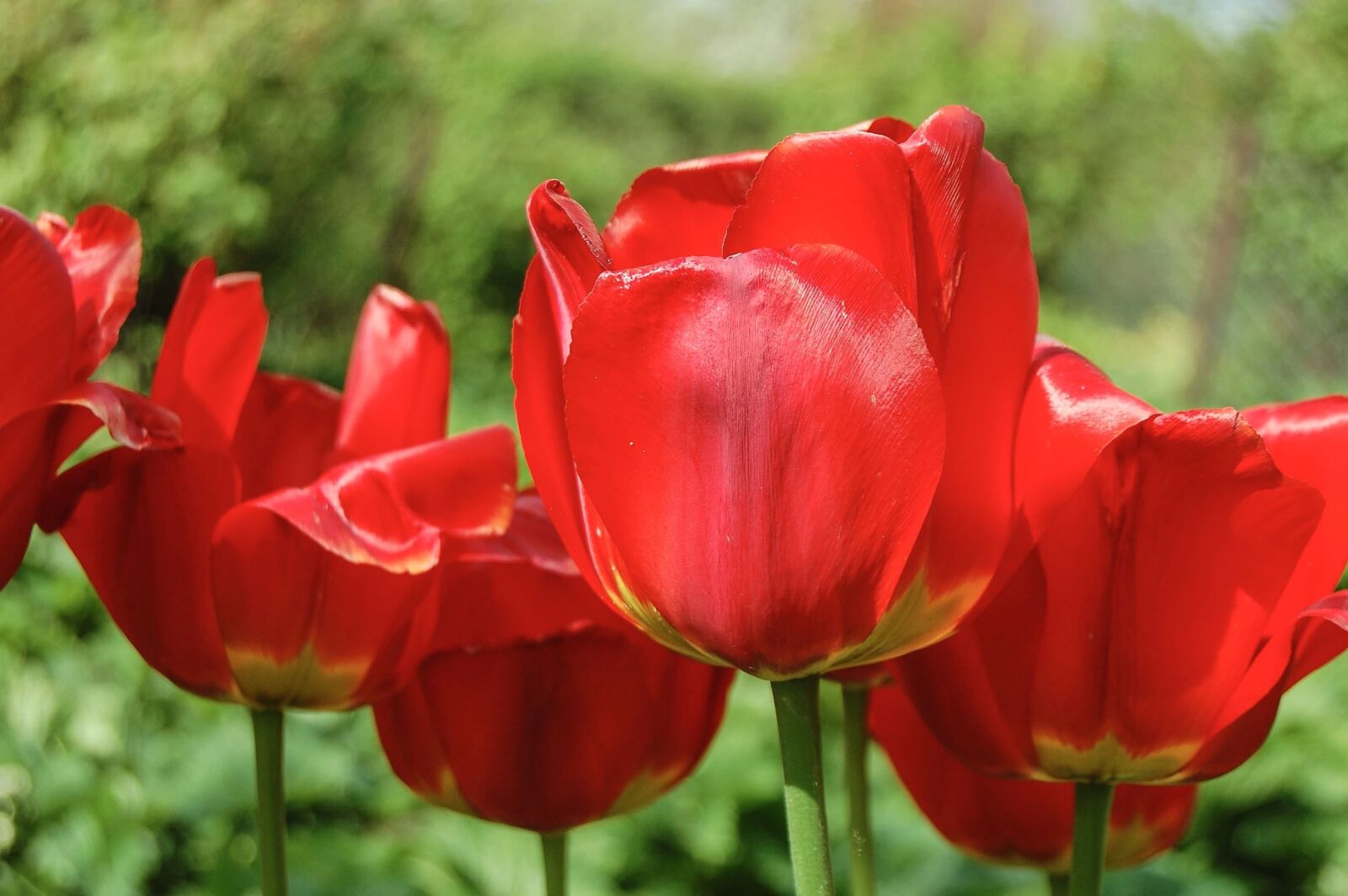 Nikon D40 sample photo. Tulip, plant, spring, flower photography