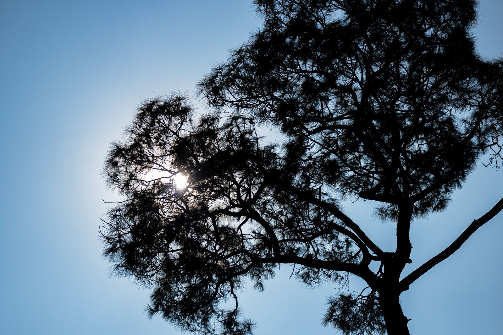 Canon EOS 600D (Rebel EOS T3i / EOS Kiss X5) sample photo. Tree, sun, sky photography