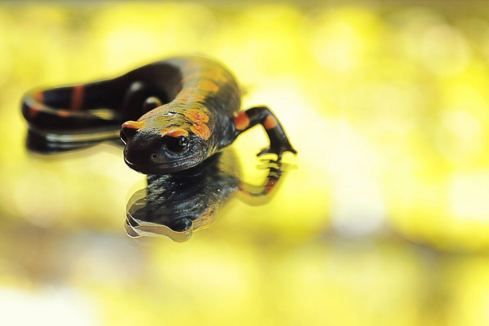 Canon EOS 650D (EOS Rebel T4i / EOS Kiss X6i) sample photo. Salamander, anatolia, black photography