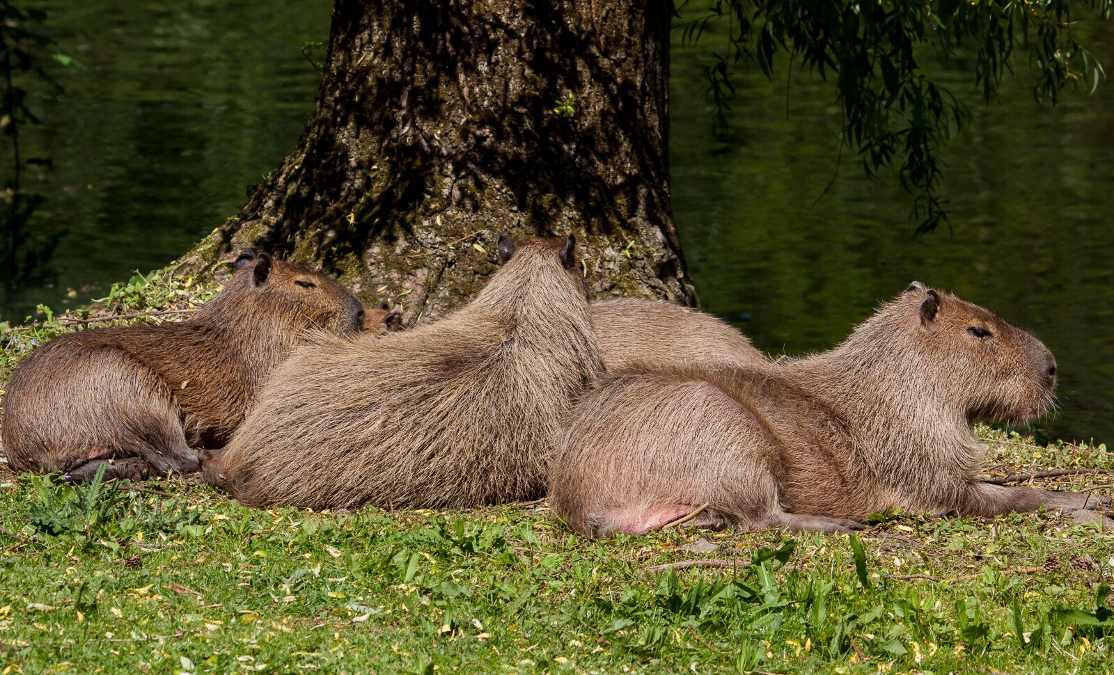 Canon EOS 50D sample photo. Capybara, mammal, animal photography