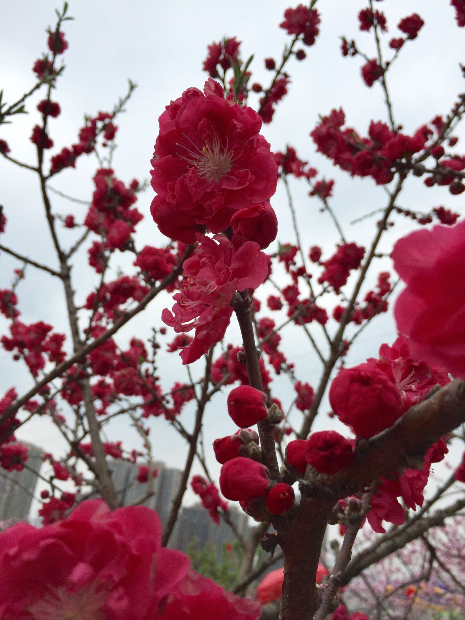 iPhone 6 back camera 4.15mm f/2.2 sample photo. Plum blossom, red apricot photography