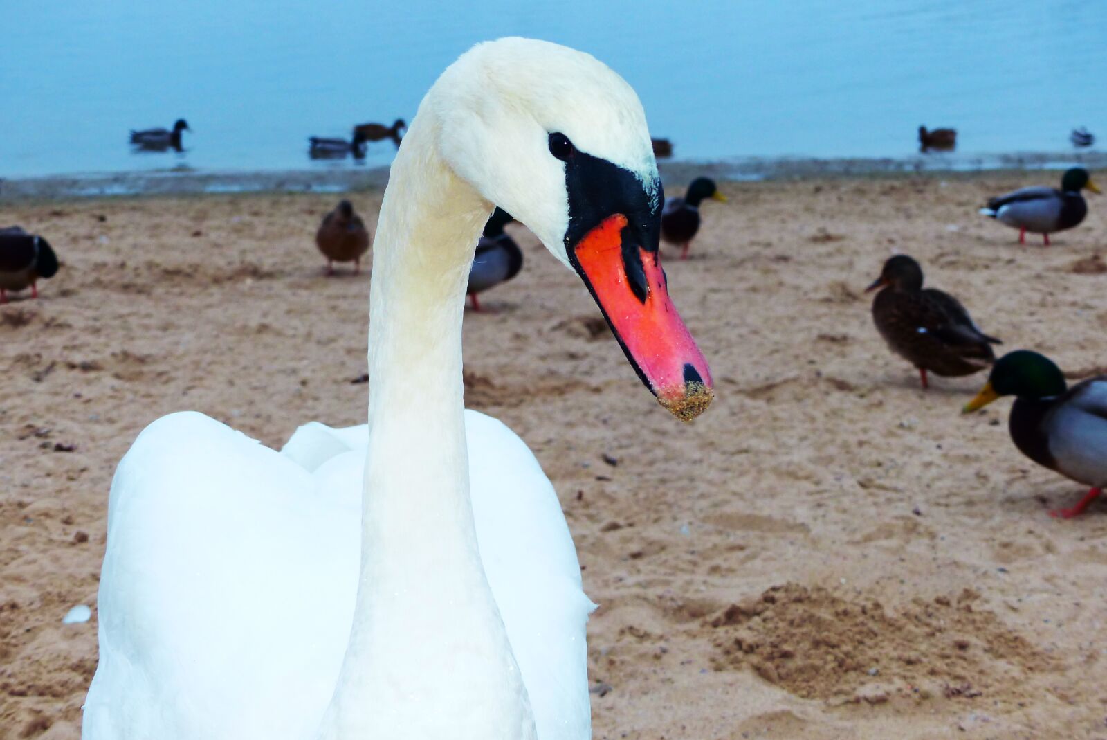 Panasonic Lumix DMC-FZ200 sample photo. Mute swan, water bird photography