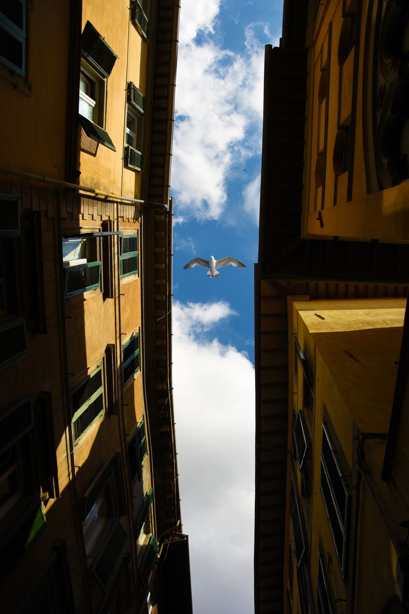 Nikon D7200 sample photo. Pisa, seagull, city photography
