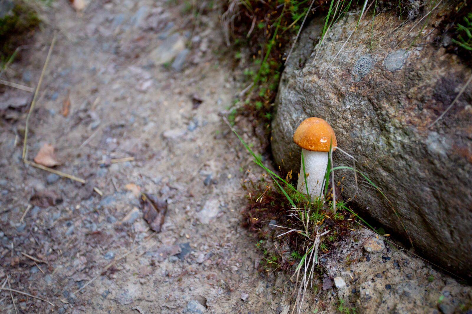 Canon EF 17-40mm F4L USM sample photo. Mushroom, stones, mushrooms photography