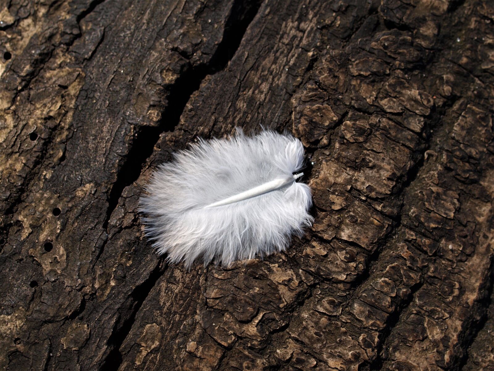 Olympus E-520 (EVOLT E-520) sample photo. Wood, nature, tree photography