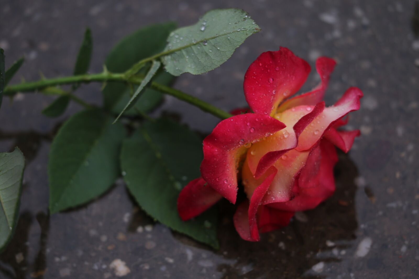 Canon EF 70-300 F4-5.6 IS II USM sample photo. Red yellow rose in photography