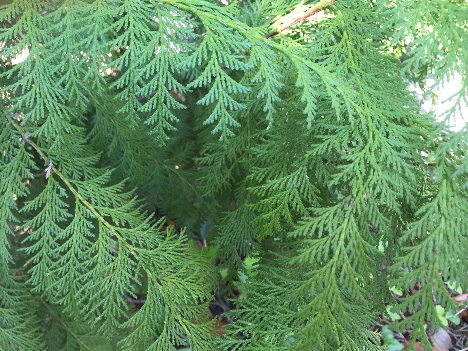 Apple iPhone 6 sample photo. Green photography