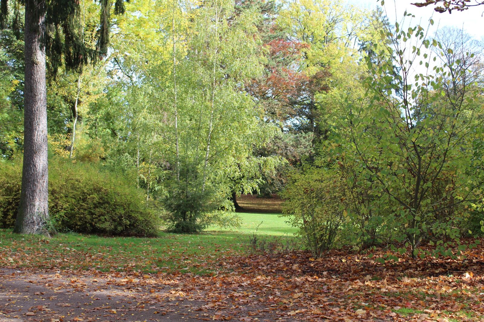 Canon EOS 1300D (EOS Rebel T6 / EOS Kiss X80) sample photo. Autumn, forest, park photography