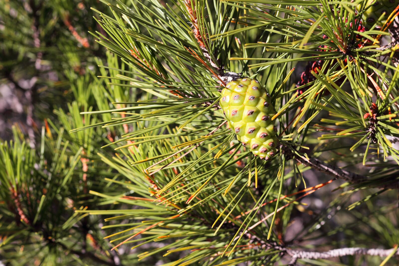 Canon EOS 1200D (EOS Rebel T5 / EOS Kiss X70 / EOS Hi) + Canon EF 50mm F1.8 STM sample photo. Pine, cone, branches photography