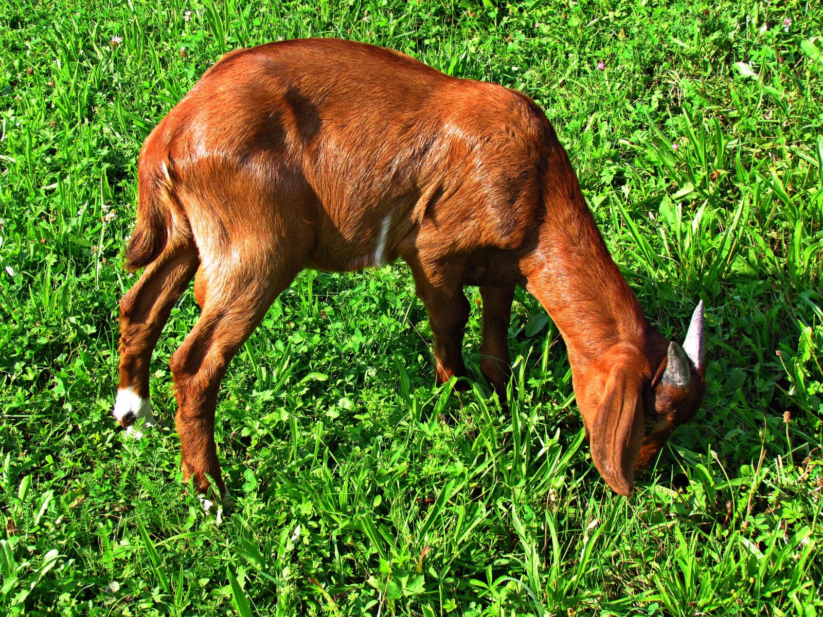 Canon PowerShot SX30 IS sample photo. Goat, pet, animals photography
