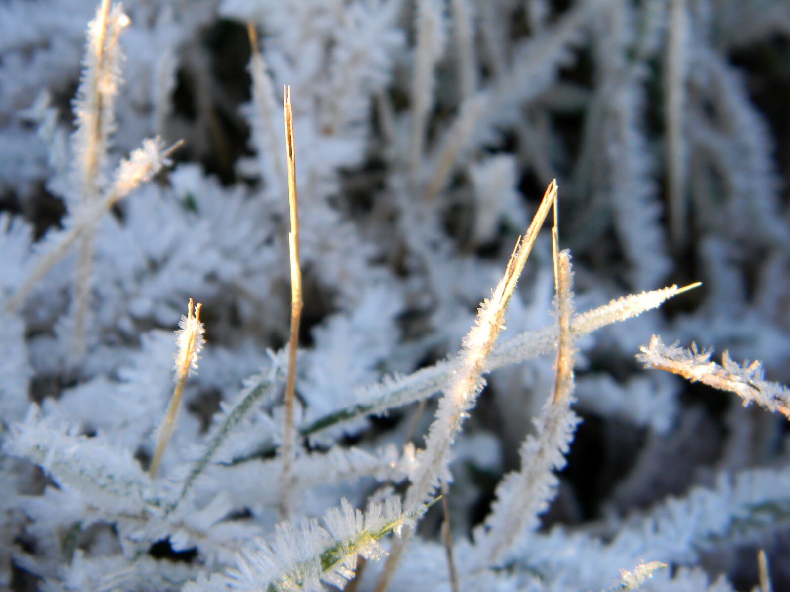 Nikon Coolpix L110 sample photo. Blade, of, grass, frost photography
