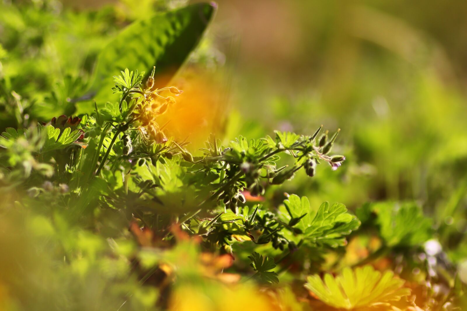 Tamron SP 90mm F2.8 Di VC USD 1:1 Macro sample photo. Ground, forest floor, nature photography