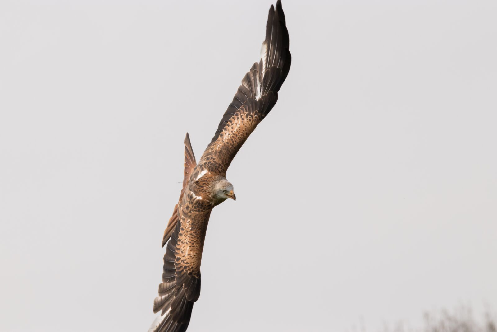 Canon EOS 80D sample photo. Red tailed kite, bird photography