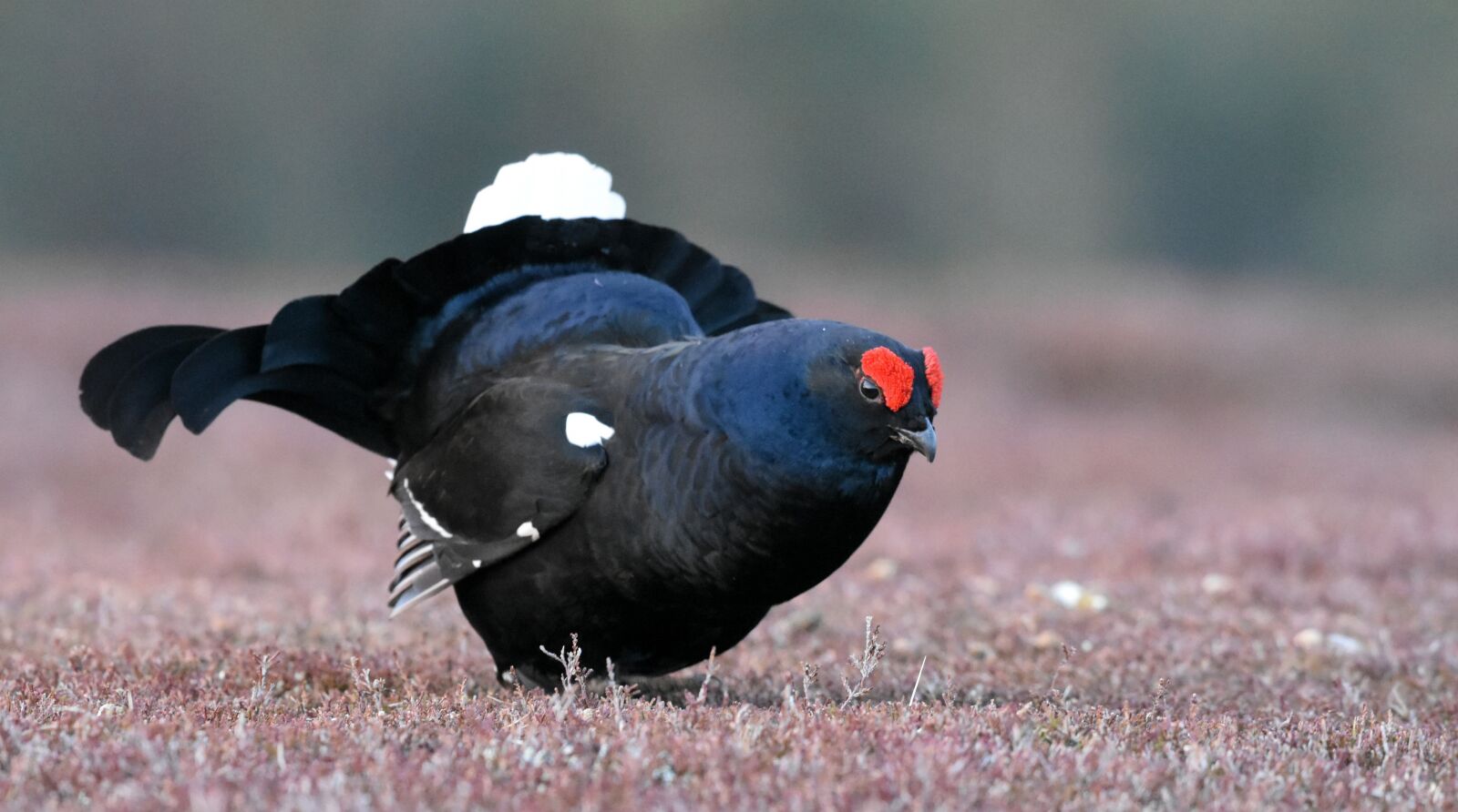 Nikon D7200 sample photo. Black grouse, bird, scotland photography
