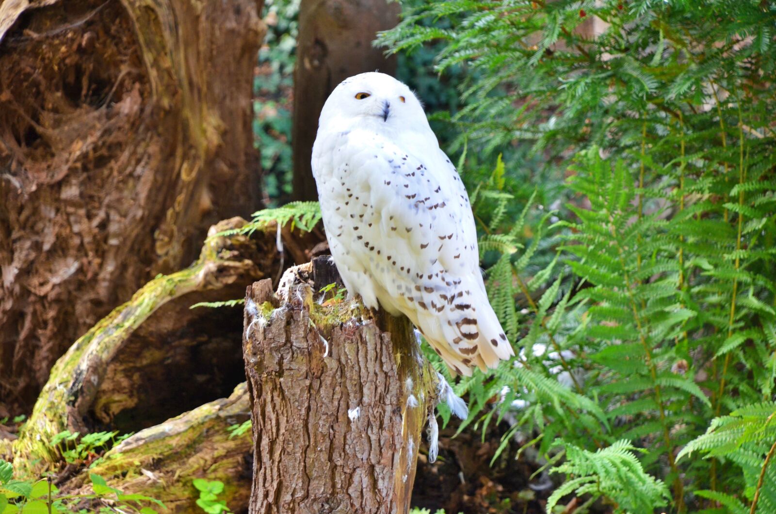 Nikon D7000 sample photo. Snowy owl, germany, rheine photography