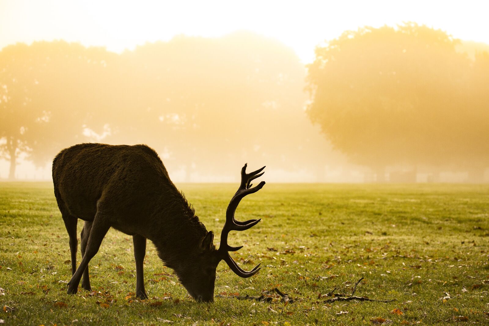 Canon EF 100-400mm F4.5-5.6L IS USM sample photo. Red deer, stag, deer photography