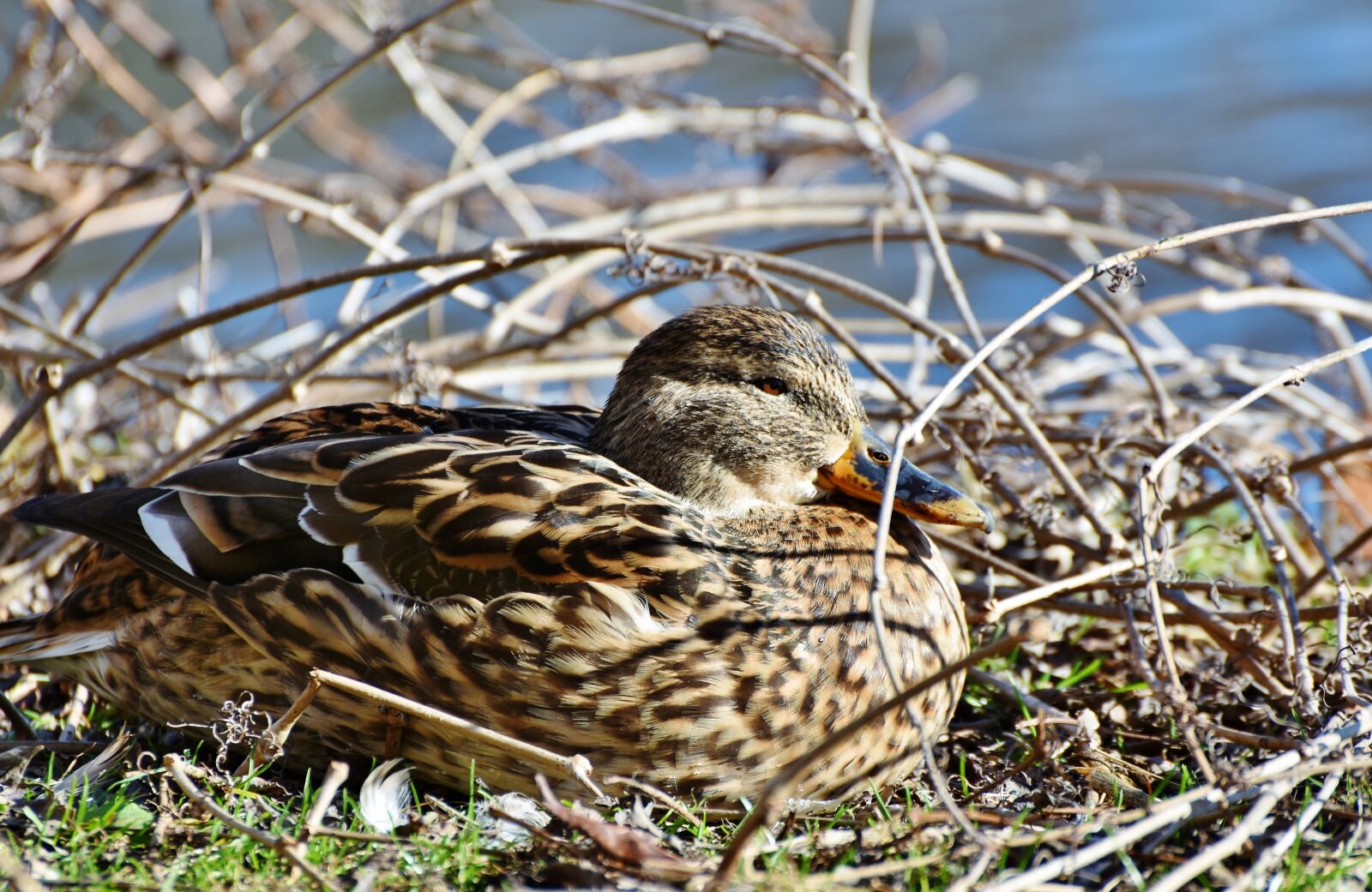 Nikon D7200 sample photo. Ducks, waterfowl, mallard photography