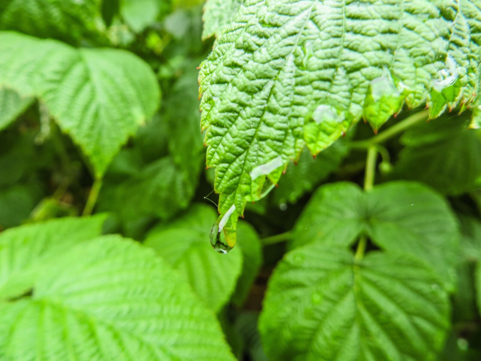 Canon PowerShot SX270 HS sample photo. Green, nature, plant photography