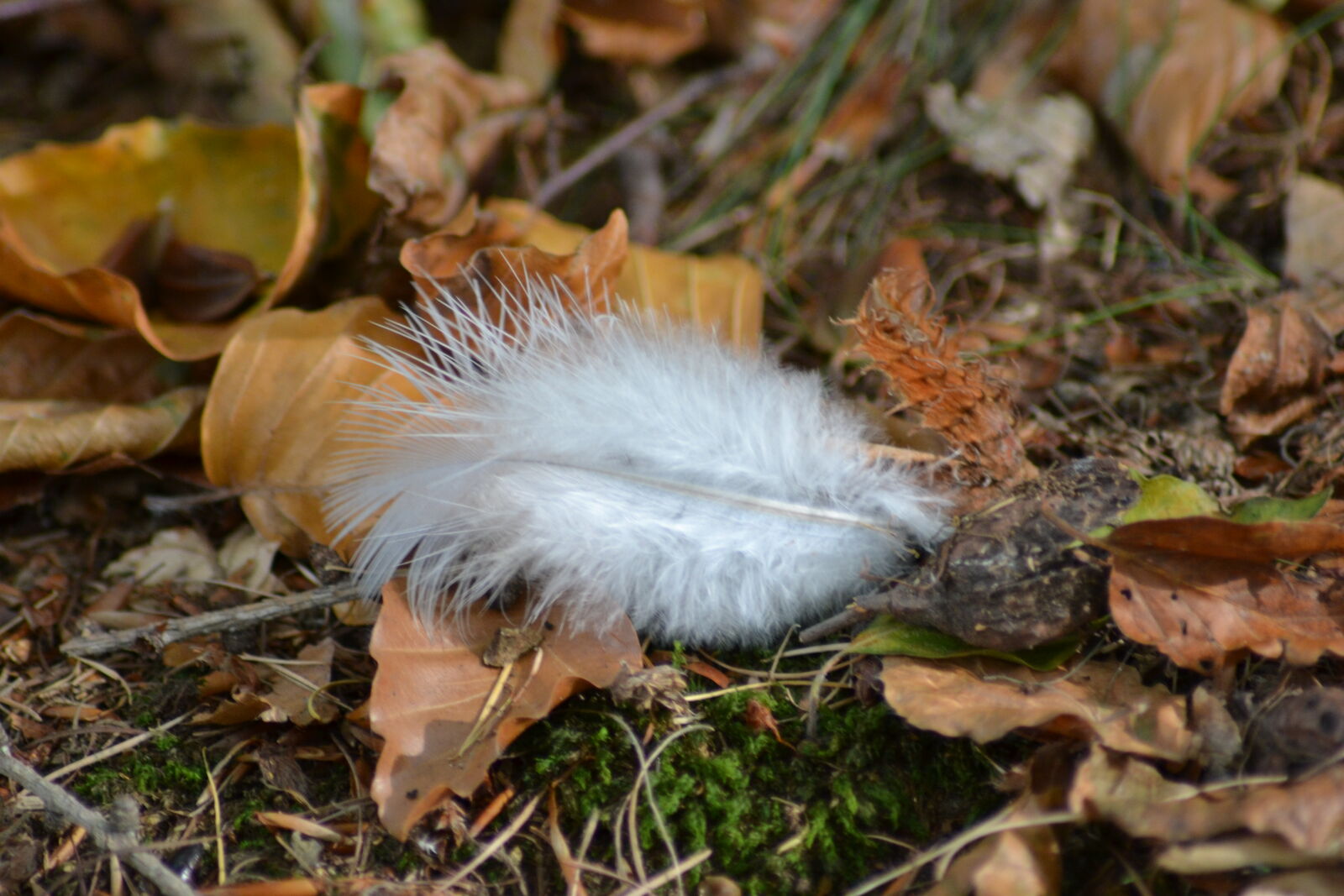 Nikon D3100 sample photo. Autumn, bird, feather, foliage photography