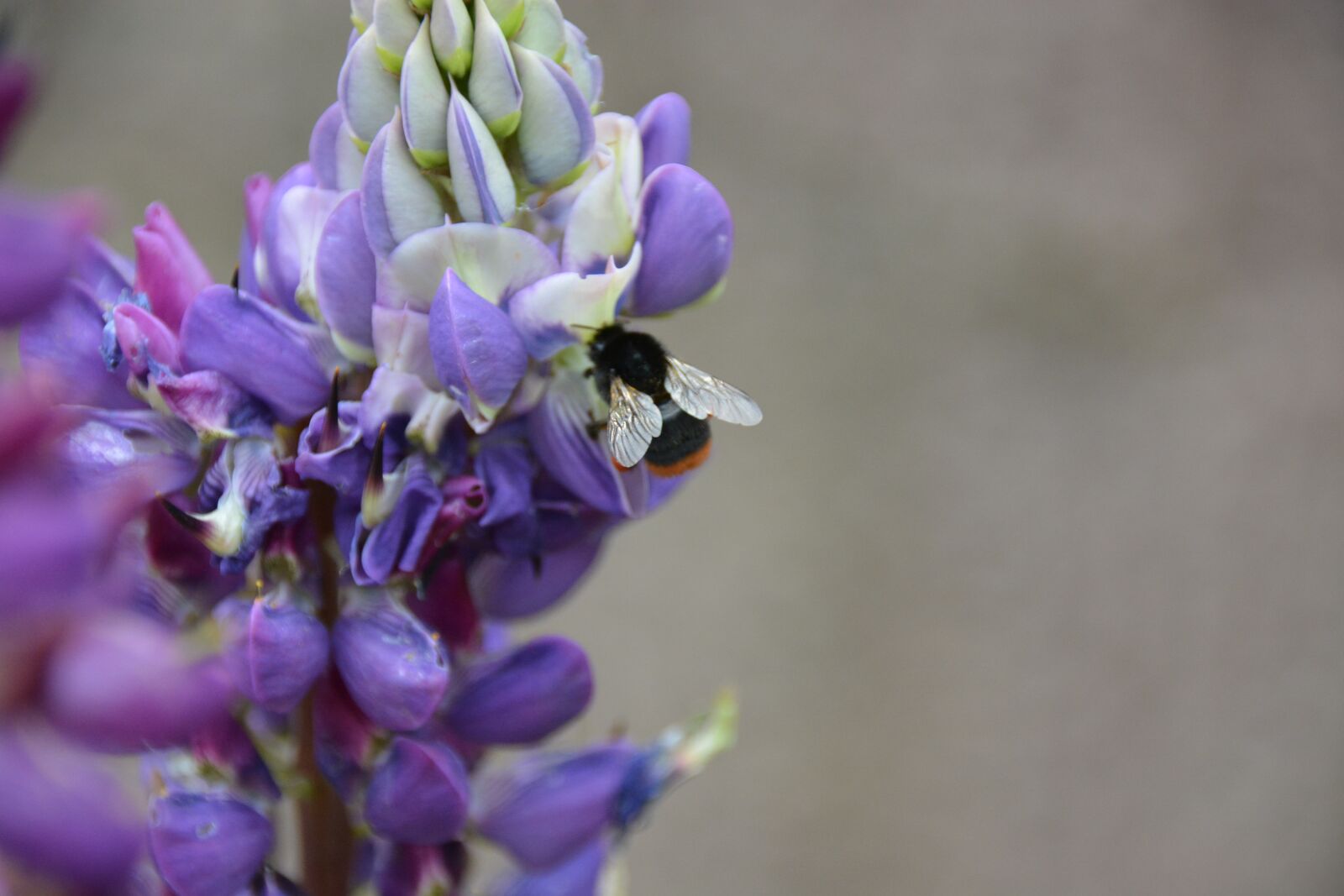 Nikon D7100 sample photo. Blossom, bloom, hummel photography