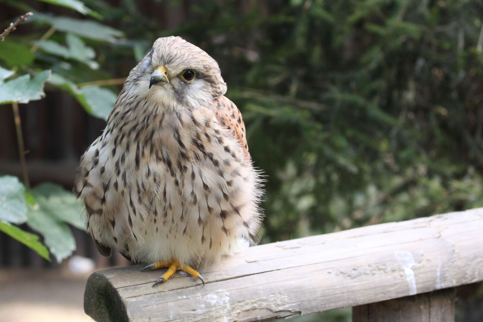 Canon EOS 50D sample photo. Young kestrel, bird, raptor photography