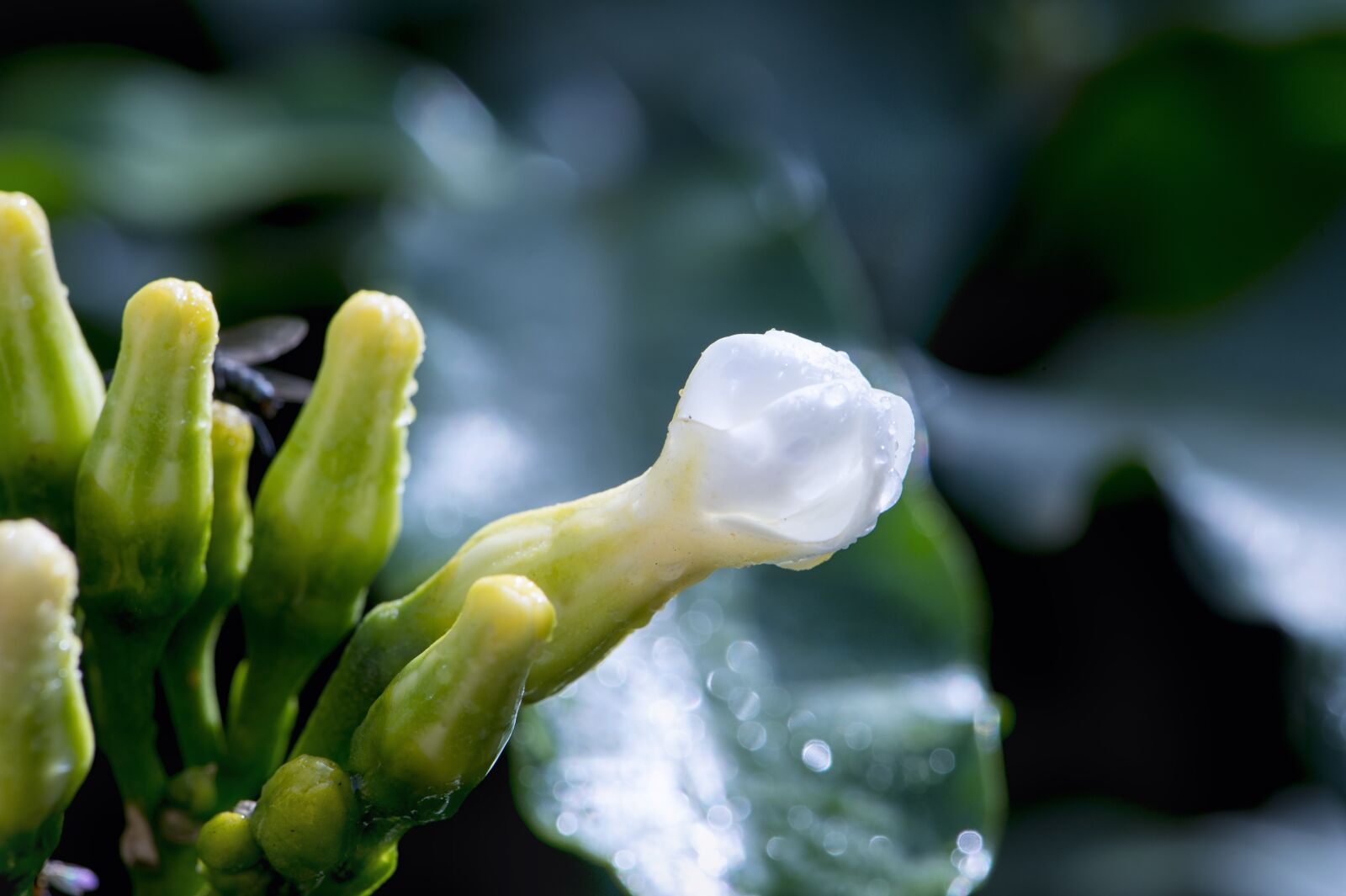 Nikon D4S sample photo. Macro, flower, wet photography