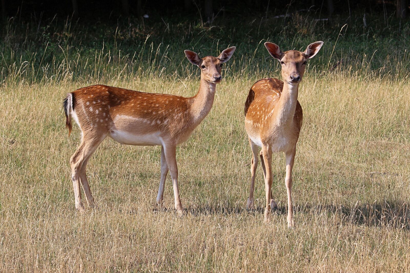 Canon EF-S 55-250mm F4-5.6 IS II sample photo. Deer, forest, meadow photography