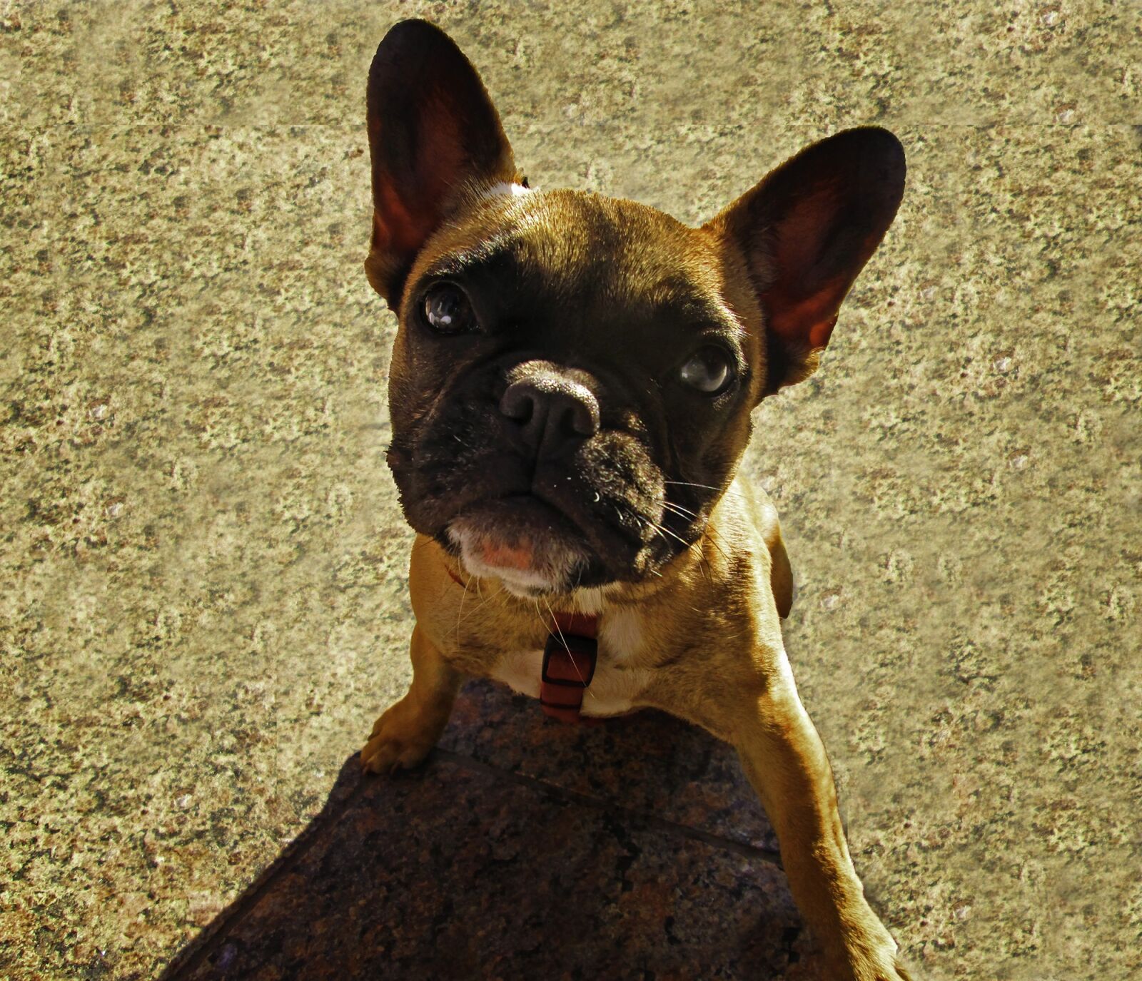 Canon PowerShot A2500 sample photo. Dog, pet, animal photography