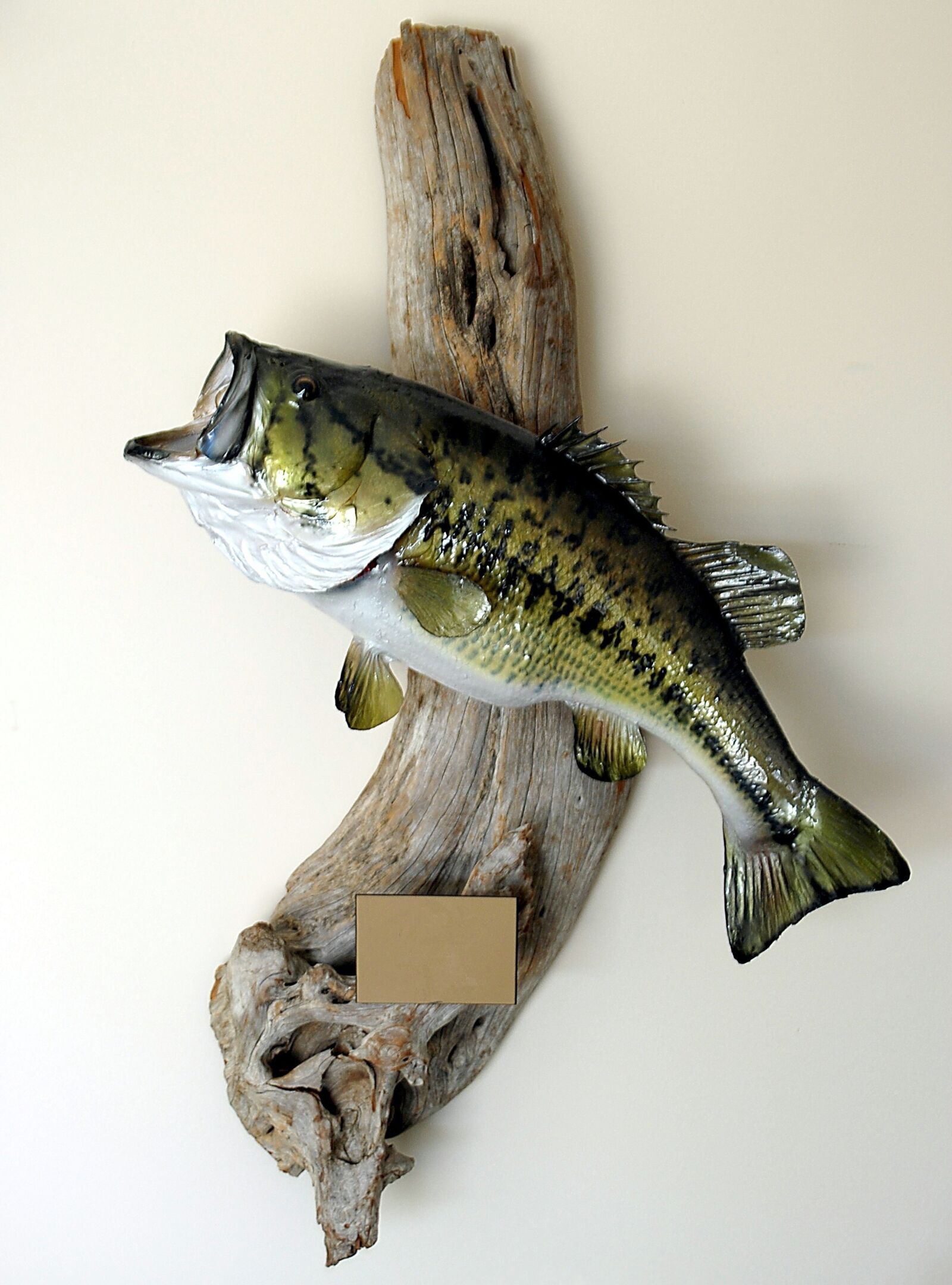 Nikon D200 sample photo. Large mouth bass, fish photography