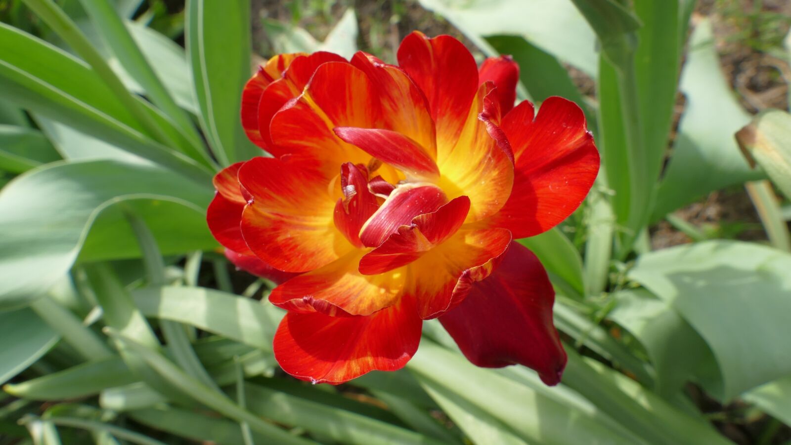 Panasonic Lumix DMC-FZ1000 sample photo. Tulip, flower, spring photography