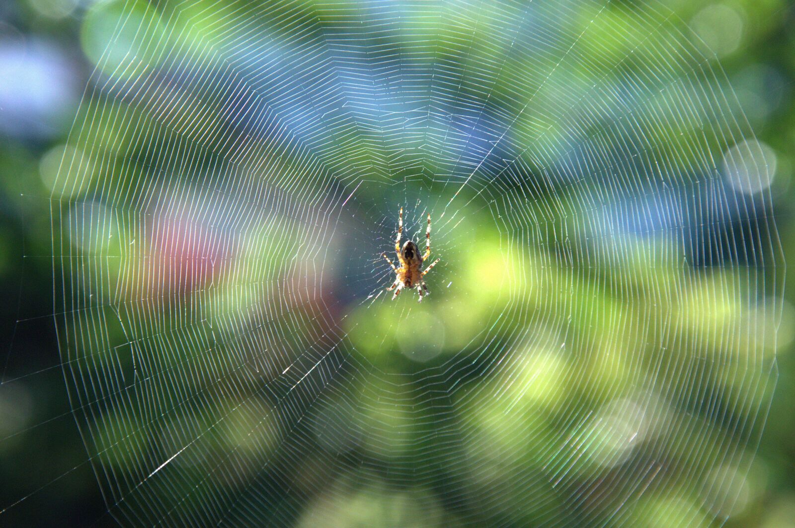 Nikon D3200 sample photo. Cobweb, spider, insect photography