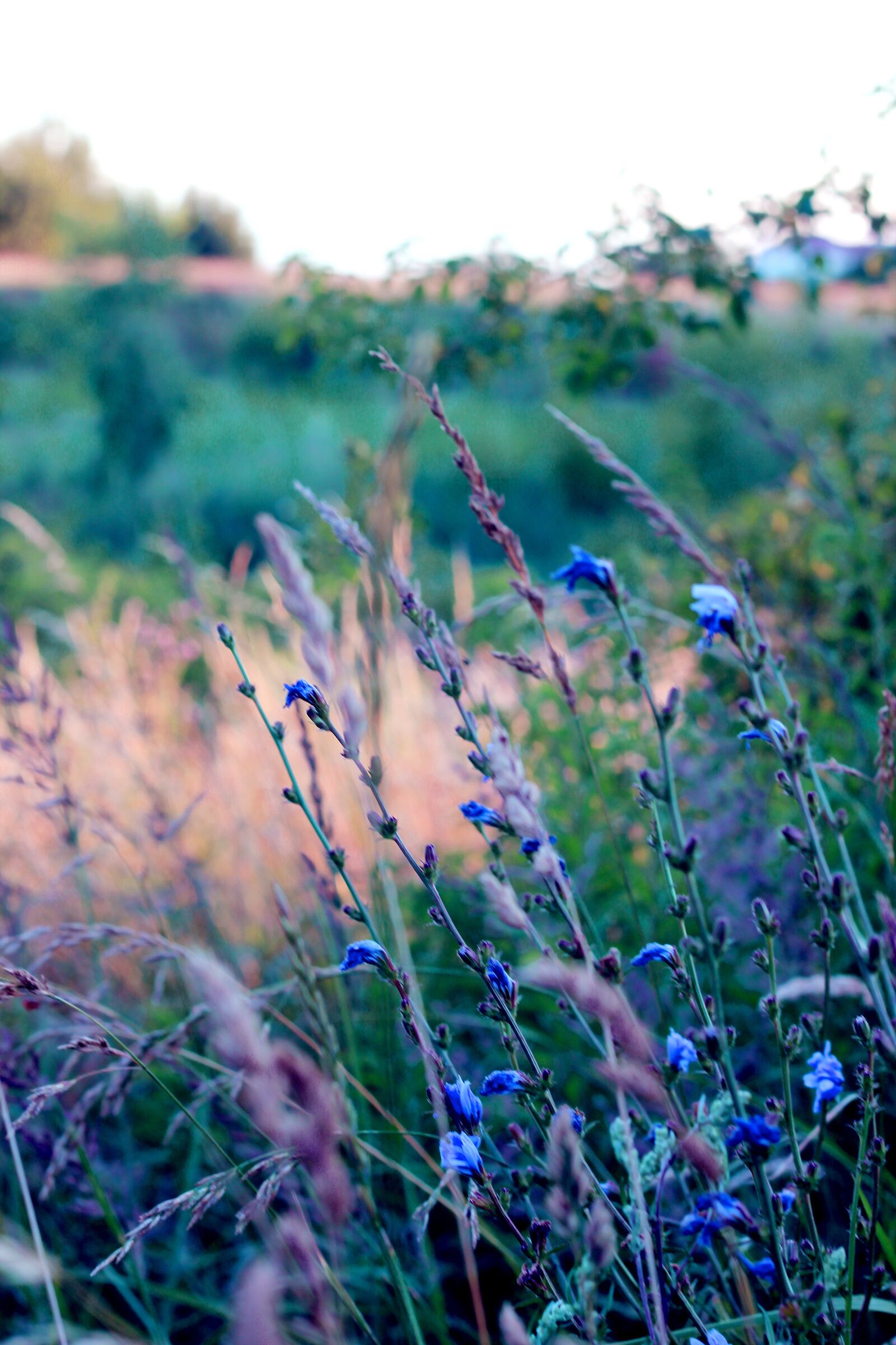 Canon EOS 550D (EOS Rebel T2i / EOS Kiss X4) sample photo. Natura, flowers, meadow photography