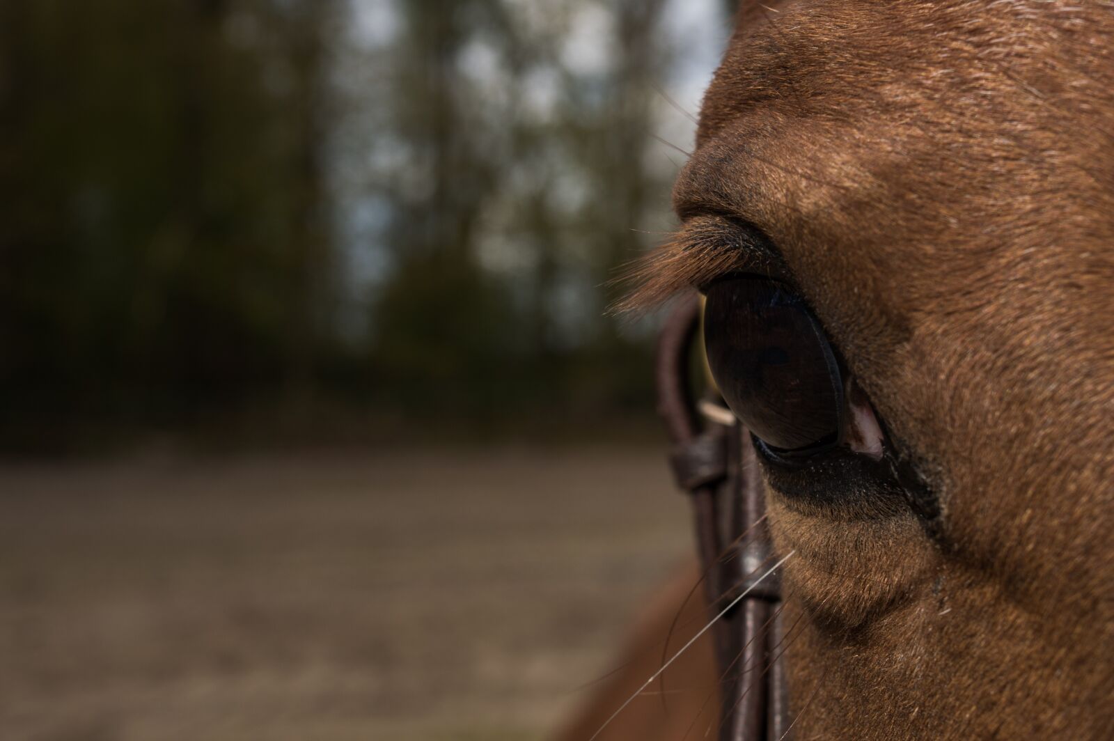 Nikon D3200 sample photo. Horse, eye, horse head photography