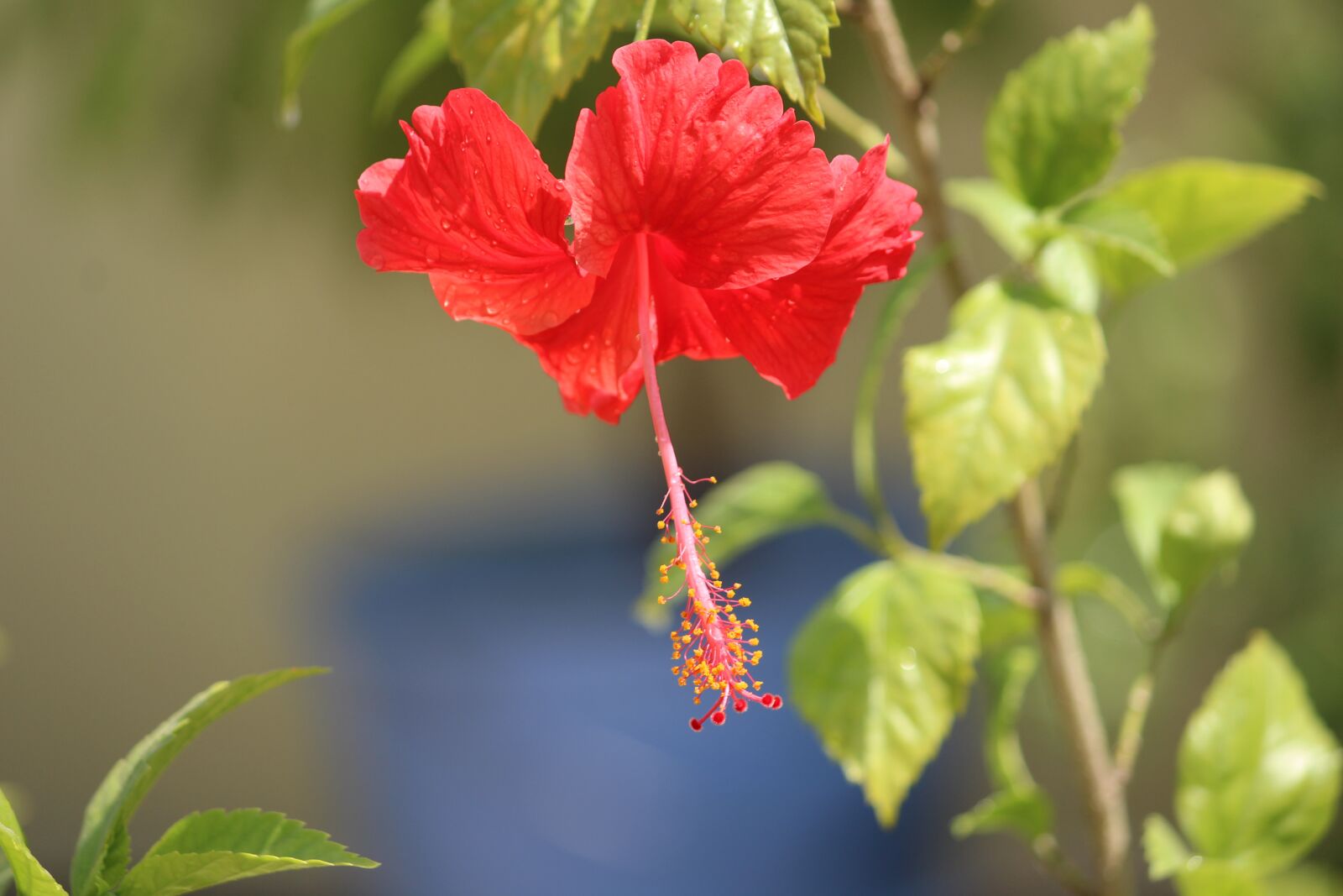 Canon EOS 1200D (EOS Rebel T5 / EOS Kiss X70 / EOS Hi) sample photo. Hibiscus, flower, red photography