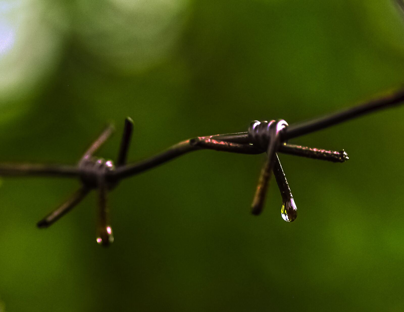 Nikon D90 sample photo. The kalyuchku, drop, wire photography