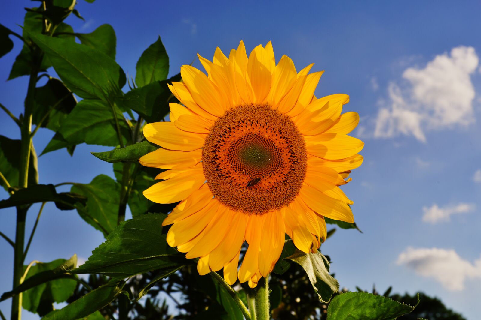 Sony a99 II sample photo. Flower, blossom, bloom photography