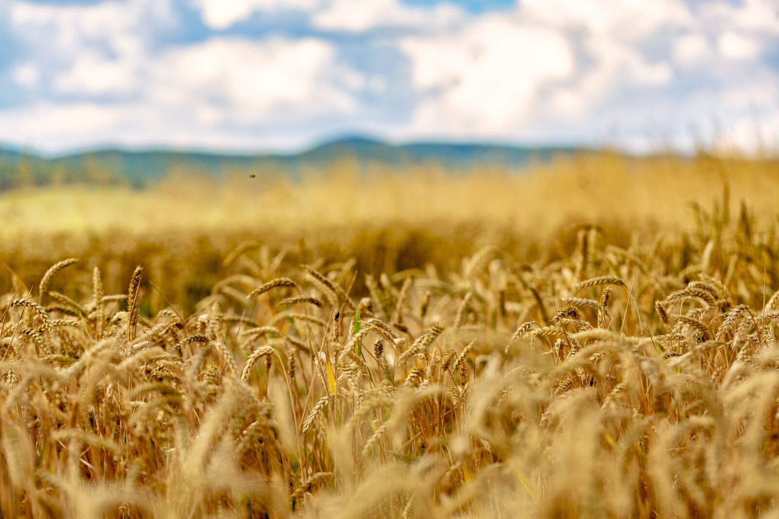 Canon EF 100mm F2.8L Macro IS USM sample photo. Wheat, wheat field, arable photography